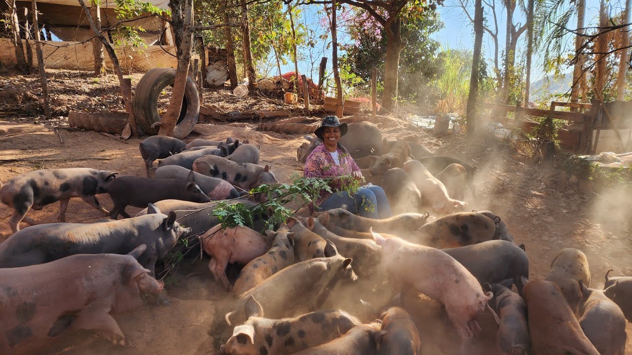  SUSTENTABILIDADE NA ROÇA! Suínos,Moringa e Compostagem. 