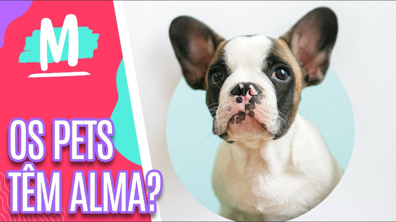 Veterinária sensitiva traz mensagens dos pets do além - Mulheres (18/10/22)