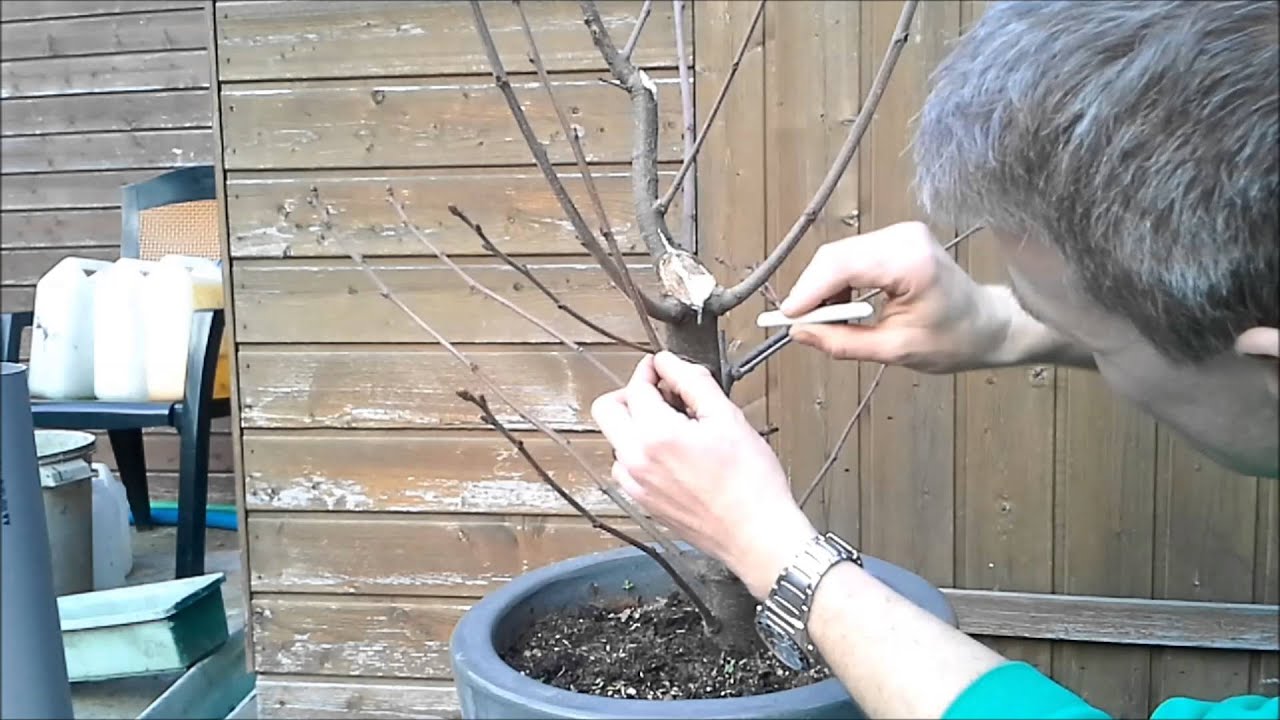 Castanea Sativa 2  - Winter 2015