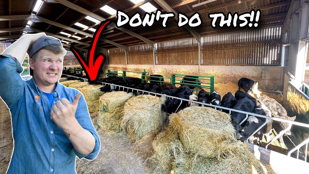WAS IT JUST IN TIME?... THE MOST EXPENSIVE WAY TO FEED CATTLE?