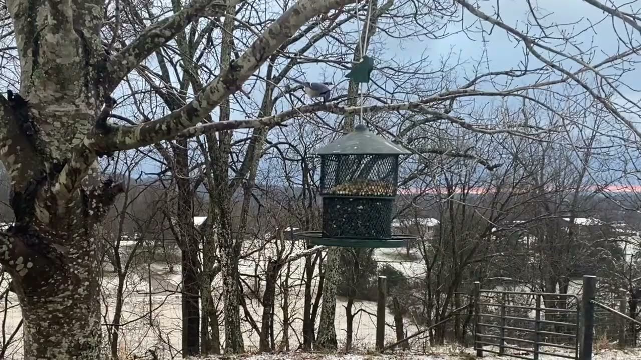 Bluejay in white and gray