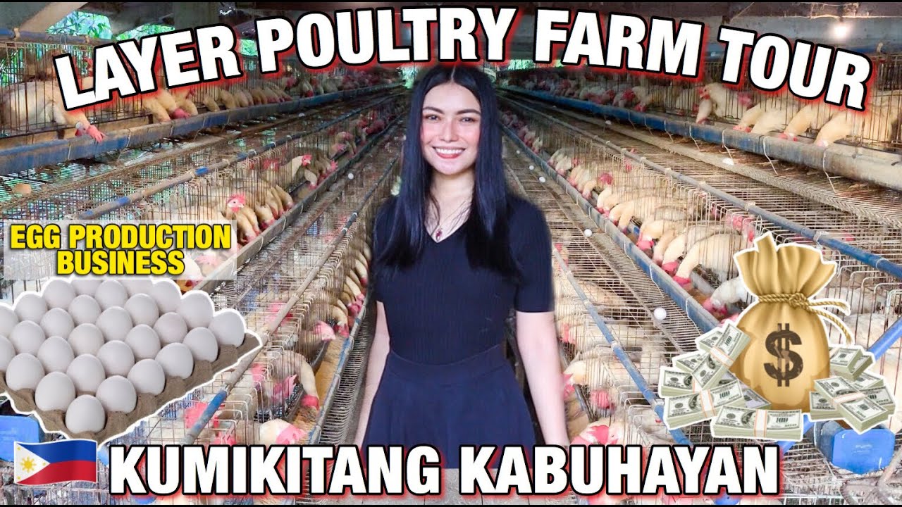 LAYER POULTRY FARM TOUR (PHILIPPINES) EGG PRODUCTION BUSINESS 💸 KumikitangKabuhayan Tinmay Arcenas❤️