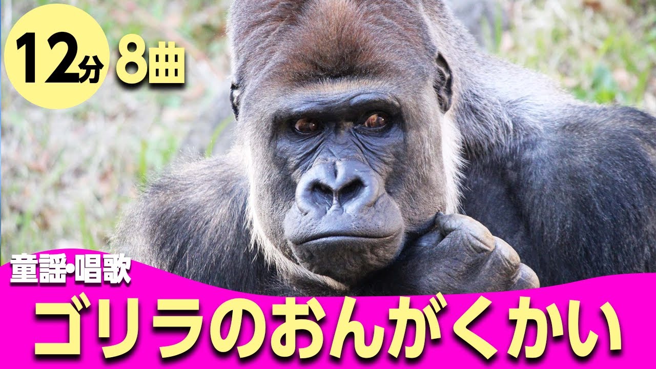 「ゴリラのおんがくかい♪」メドレー〈12分8曲〉0~3歳児におすすめ！♪【途中スキップ広告ナシ】アニメーション/日本語歌詞付き_Sing a medley ofJapanese song