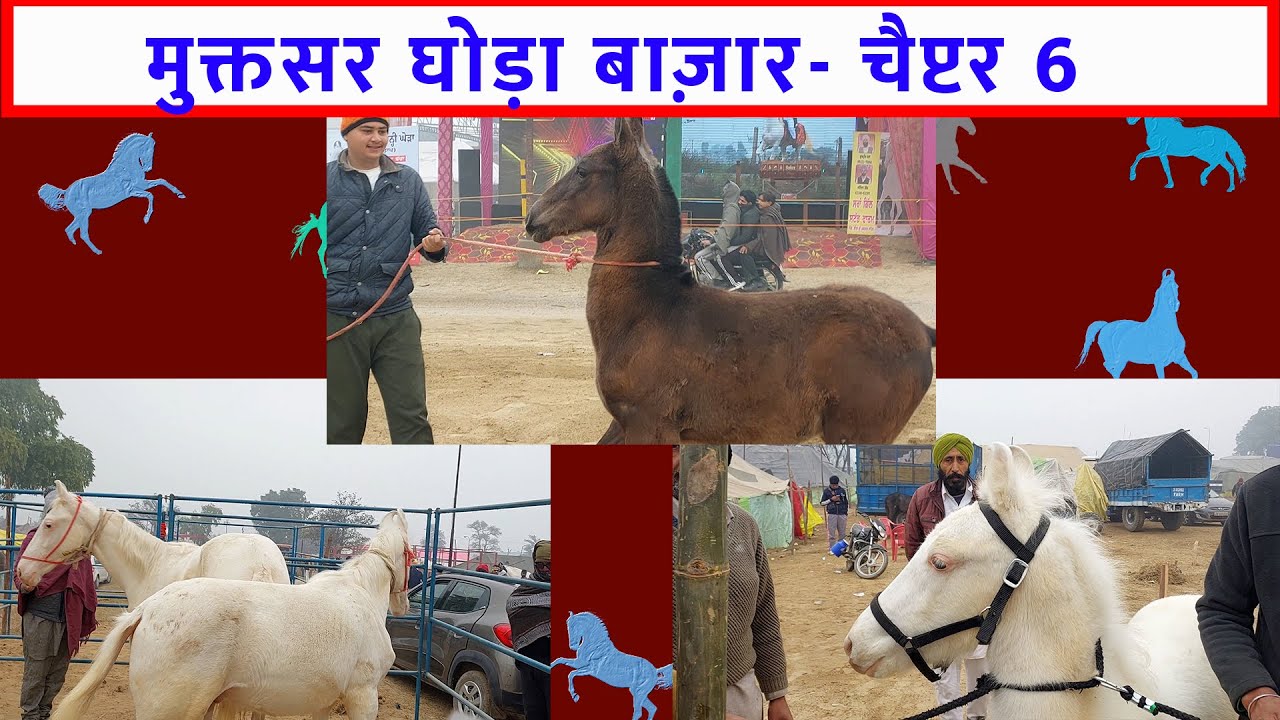 मुक्तसर घोड़ा मेला मंडी 2024 पार्ट 6 Horses For Sale मुक्तसर घोड़ा बाज़ार ਮੁਕਤਸਰ ਮਾਘੀ ਮੇਲਾ Horse Video