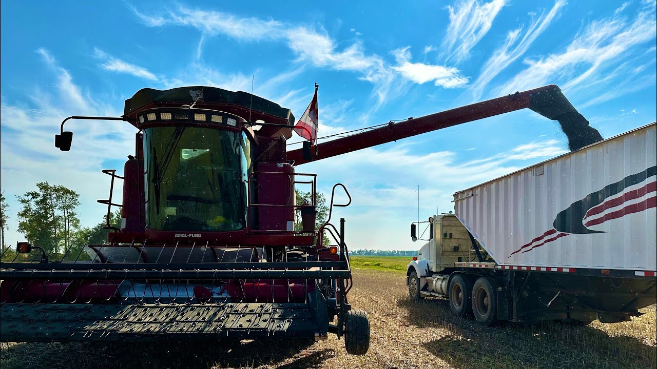 Start of Canola Harvest 2024! Do the records continue?!