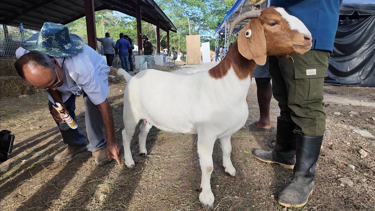 OVERVIEW FEMALE GOAT AT DENBIGH SHOW GROUND | DAY 1 