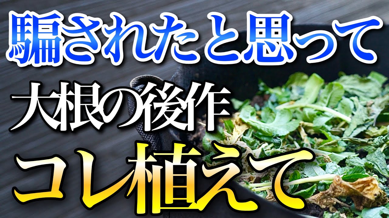 【騙されたと思って】大根の後作におすすめの野菜はこちらです