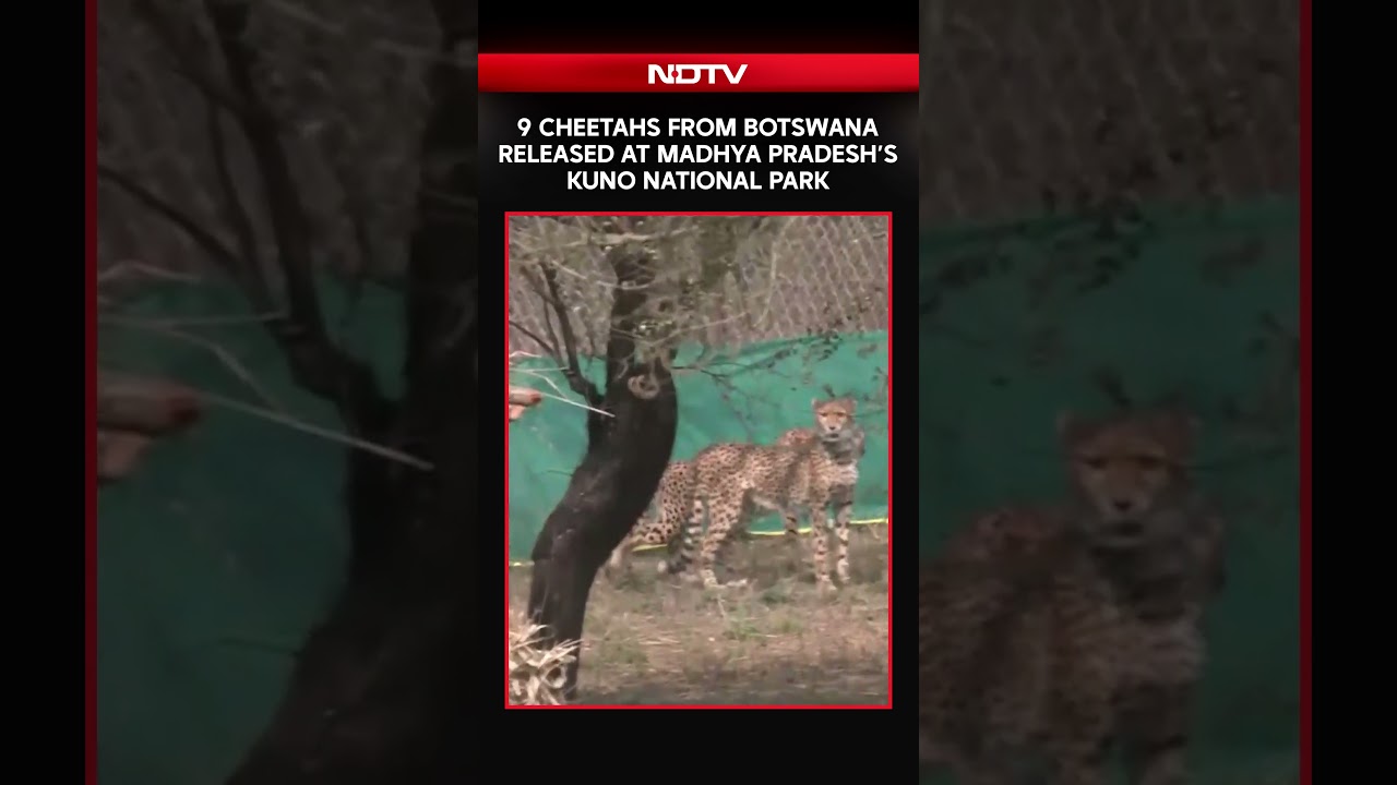 9 Cheetahs From Botswana Released At Madhya Pradesh's Kuno National Park