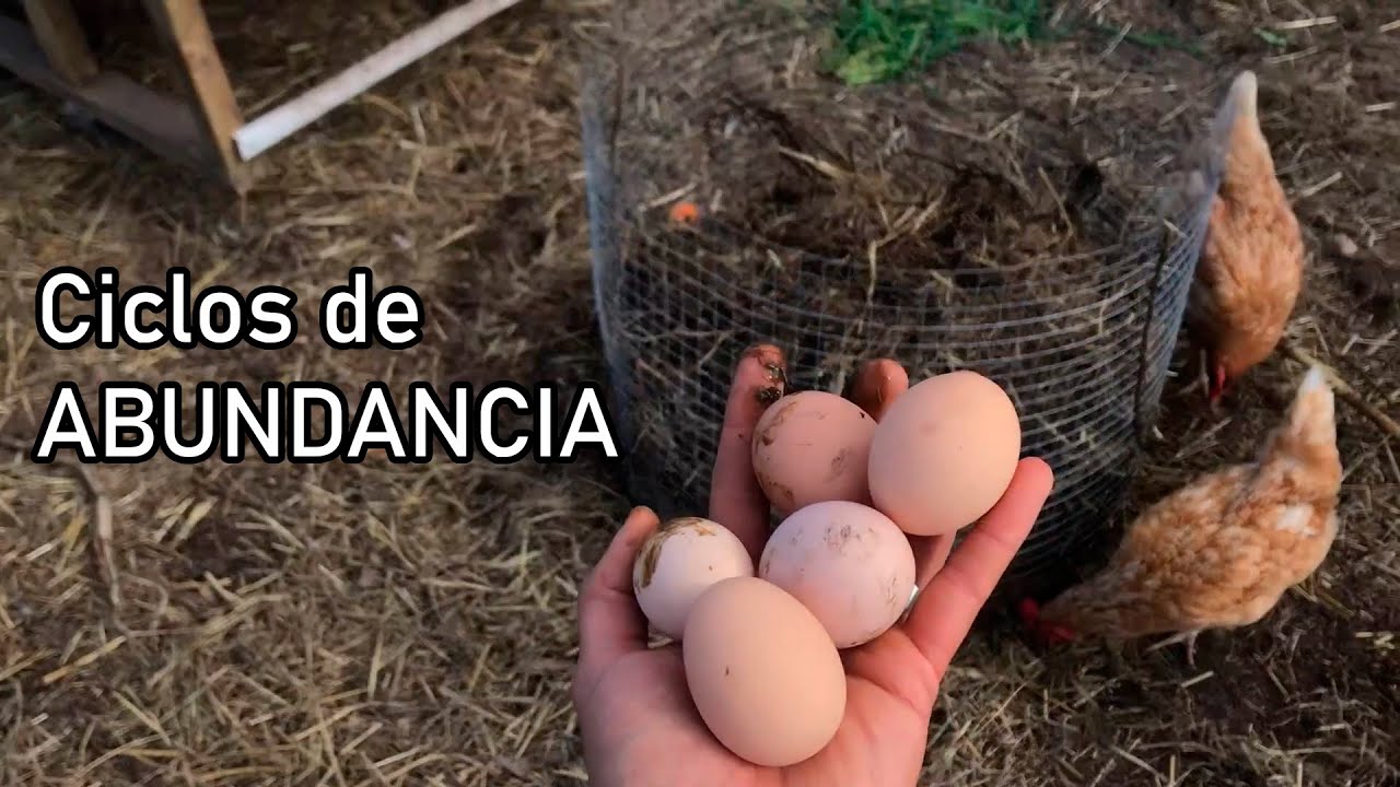GALLINAS & COMPOST,  Huevos, Fertilidad - Ciclos Cerrados & Permacultura