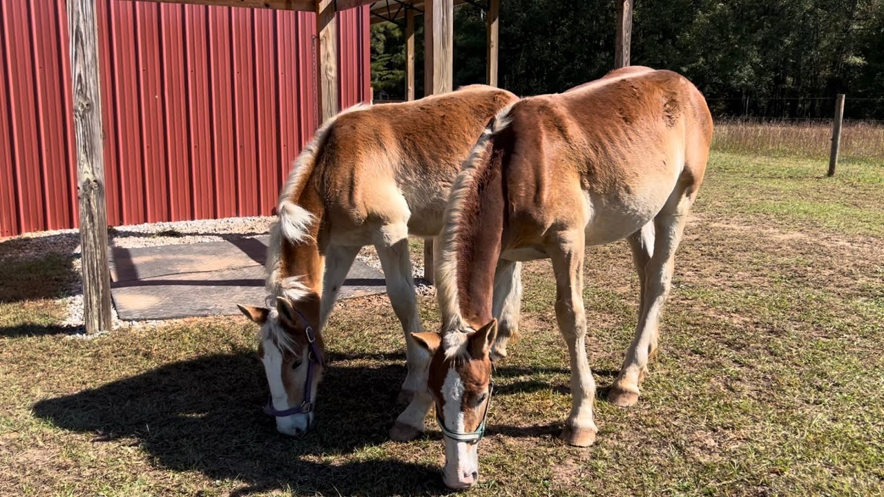 DRAFT HORSES // The Belgian colts have worms