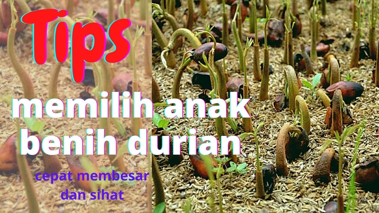 Sifu Durian BAB 81 | Tips Memilih Benih Durian Yang Baik