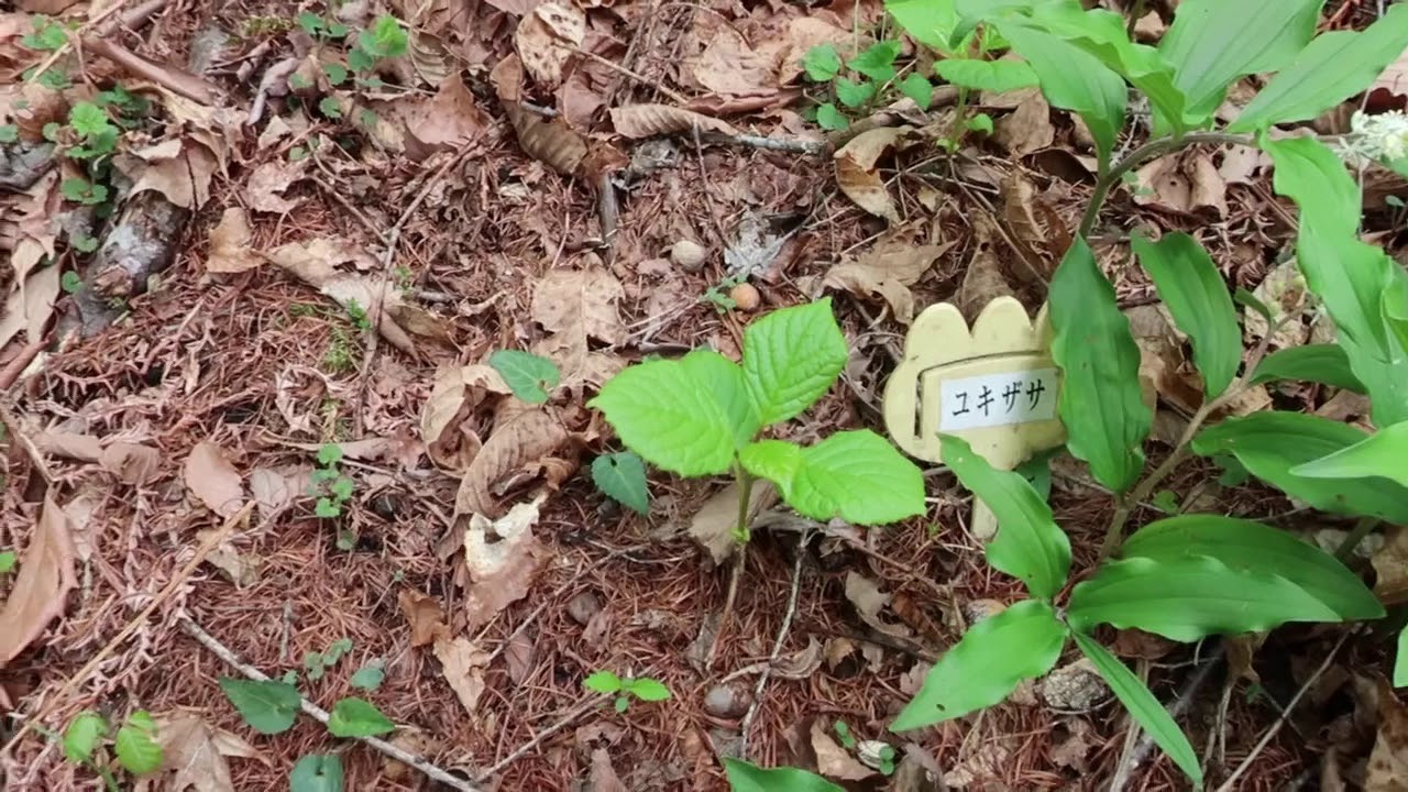 2020/05/12 ユキザサ レポ④