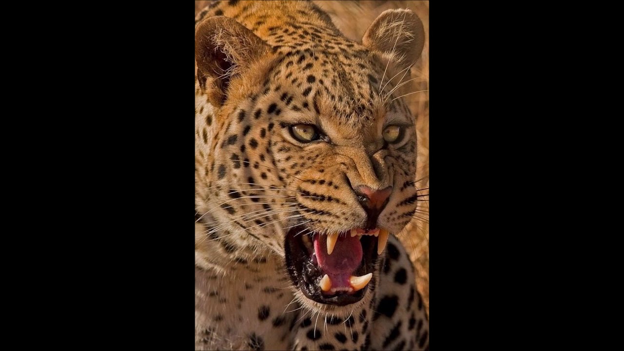 הרב שלום סבג- יהוה לי לא אירא