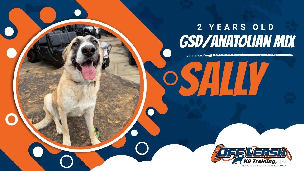 2 hear old, Sally,German Shepherd/Anatolian Shepherd mix | | Off Leash K9 | Board & Train | Arkansas