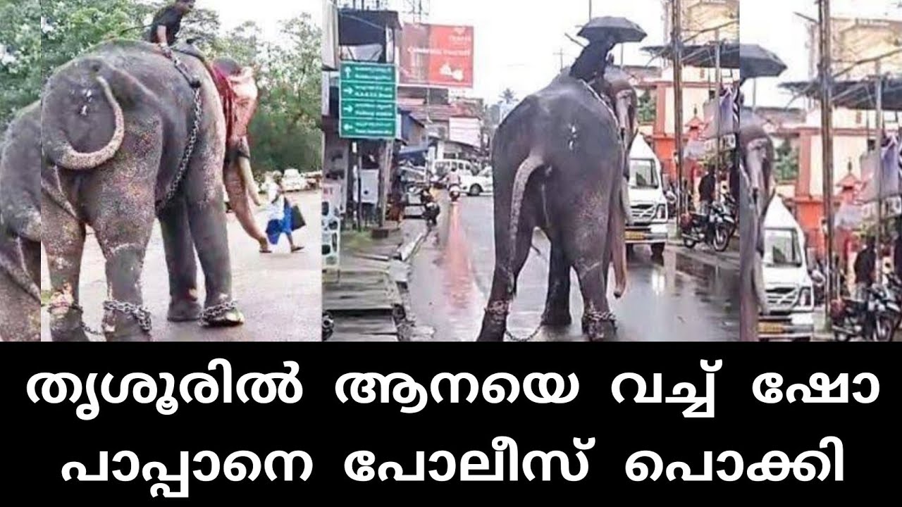 തൃശൂരിൽ നടുറോഡിൽ ആനയെ വച്ച് ഷോ ഇറക്കിയ പാപ്പാനെ പോലീസ് പൊക്കി | elephant attack thrissur