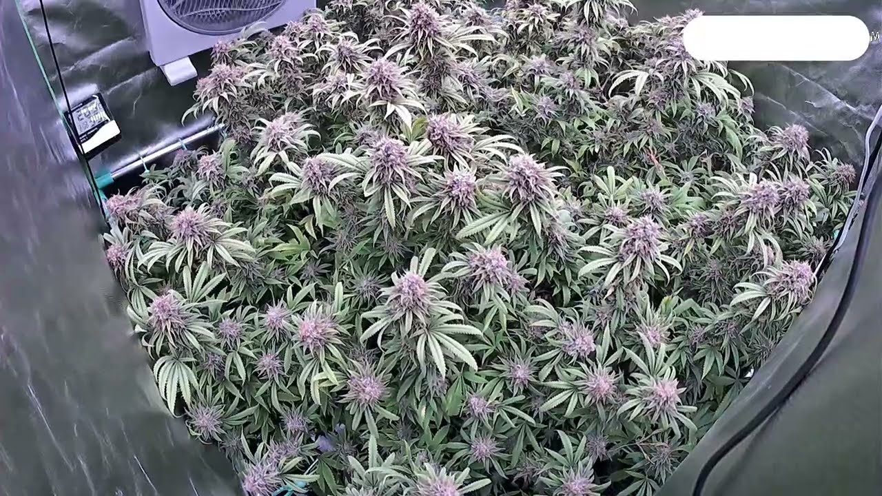 Pumpkin Spice #timelapse 🪴🌱🥦#plants  #shortvideo #shorts #short #video #viral #reels #video #diy