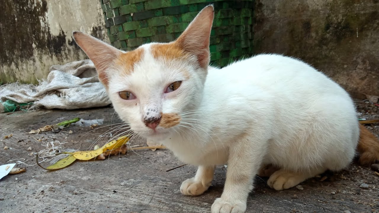 Lagi Cat feeding ketemu kucing cindo 