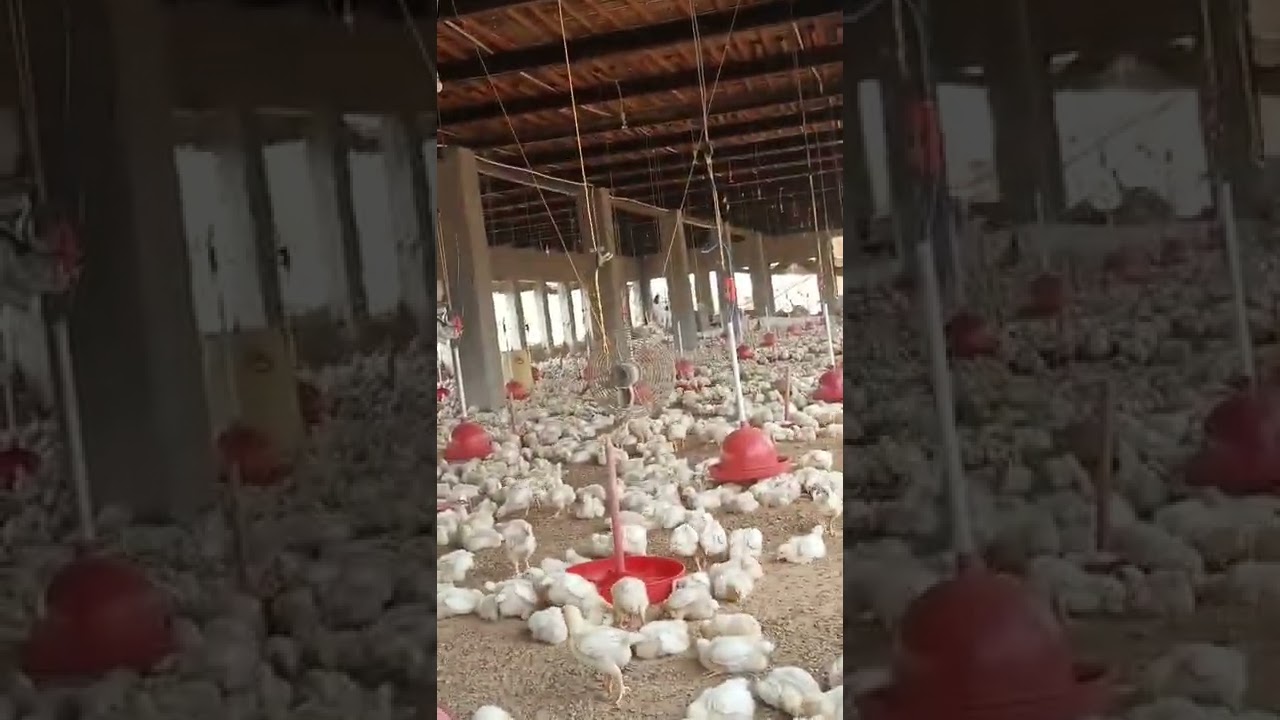 Bandini murga book maar diye