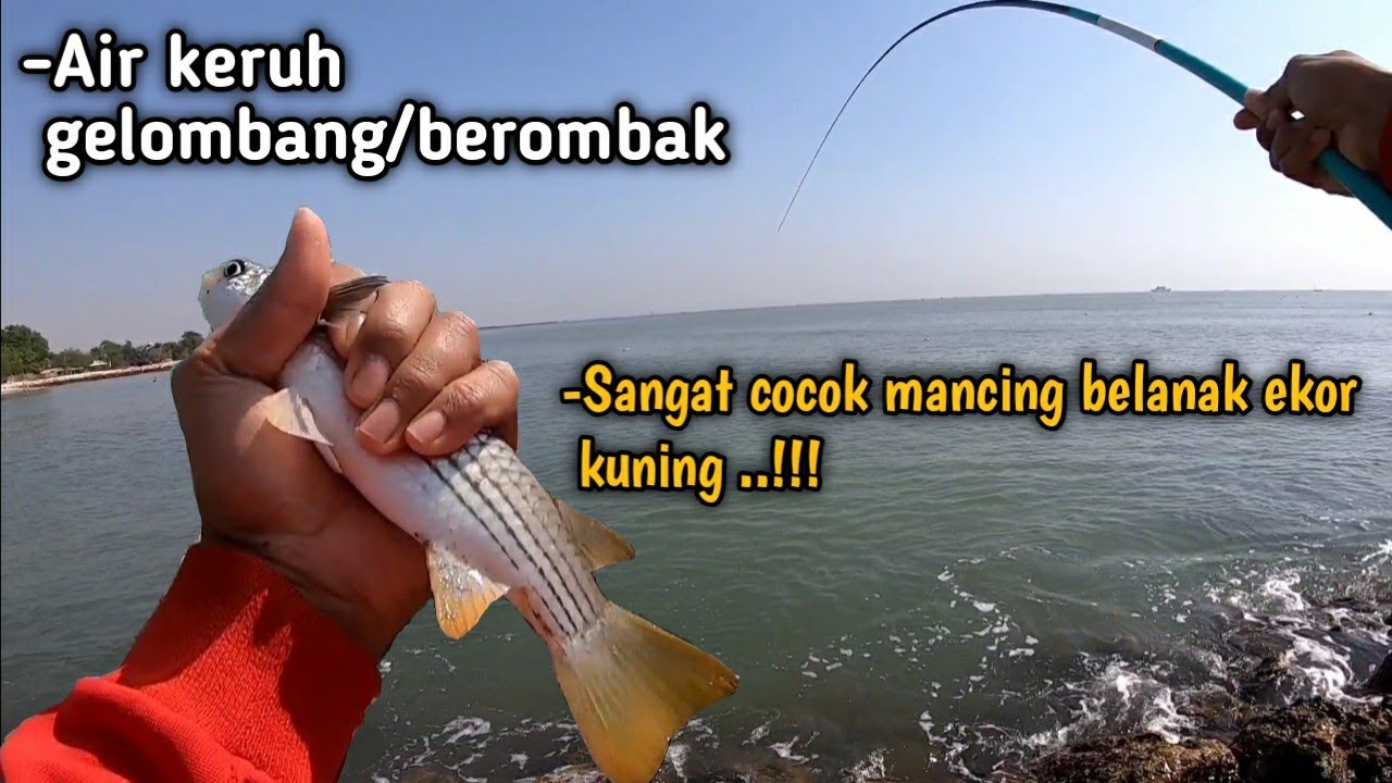 WAKTU YANG PAS MANCING BELANAK EKOR KUNING _173