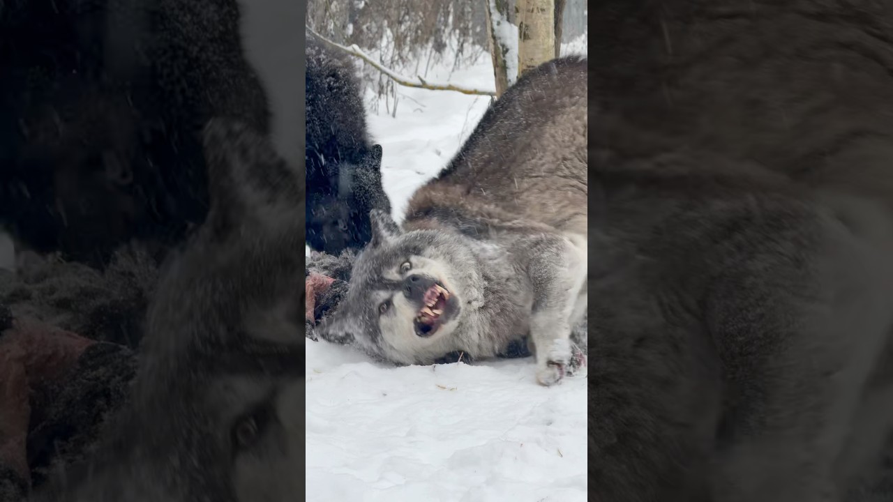 СЕМЬЯ Канадского Волка Акелы 👑 #blackwolf #wolfpack #wolf