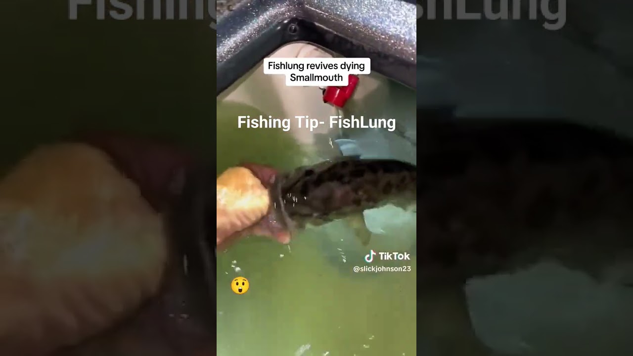 Bass Fishing Fish Care - Fish Lung #fishingtips #livewell #fishingvideo #bassfishing #fishinglife