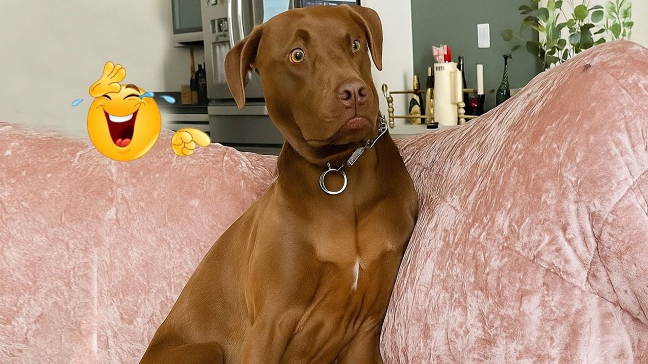 These Dog Videos of the Year Will Make You Laugh Way Too Hard 😂🐶