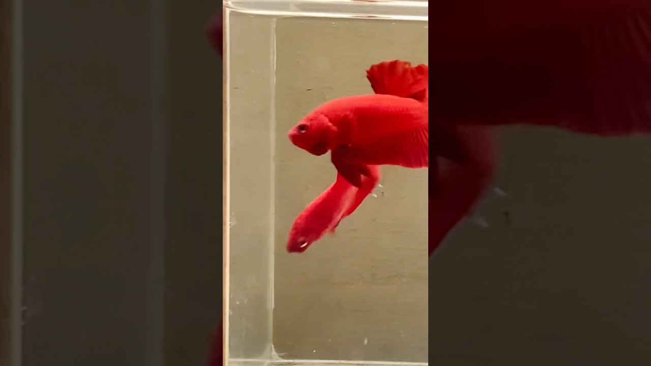 Super Red betta fish pair flaring. #bettafish #hmpkbetta #bettaphilippines