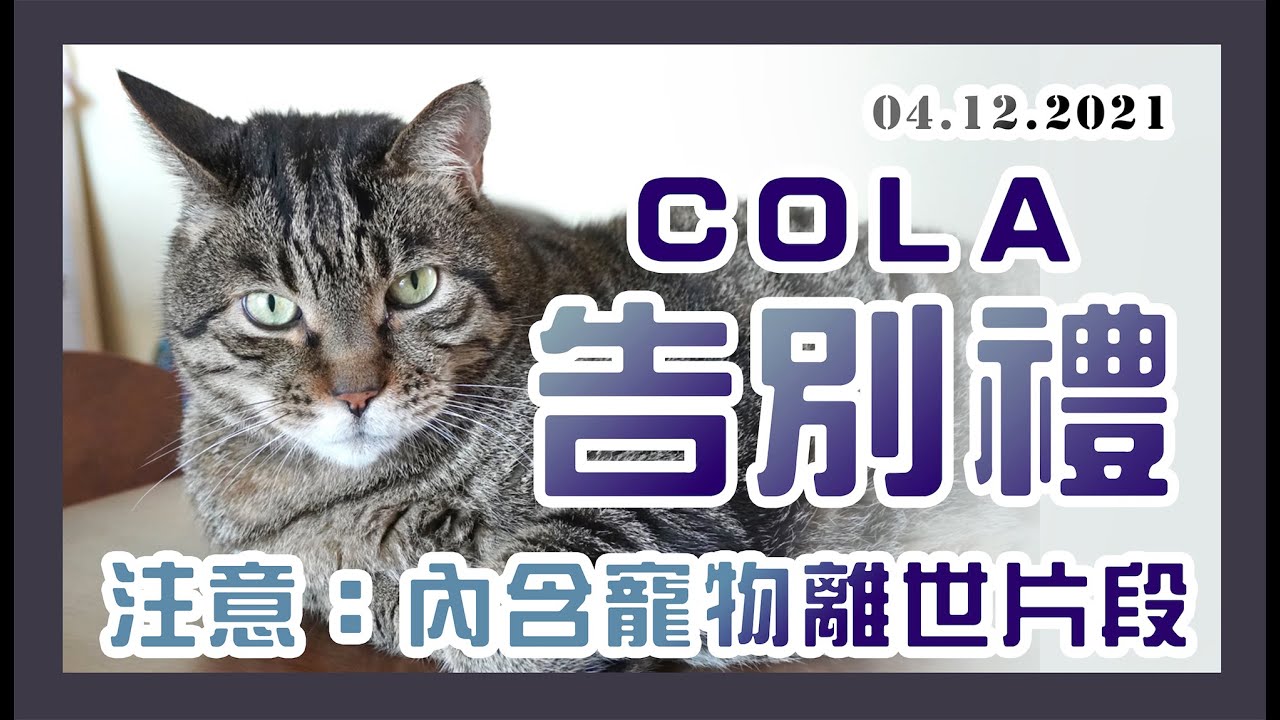 VLOGMAS* COLA 火化告別儀式 (內含寵物離世及火化片段)