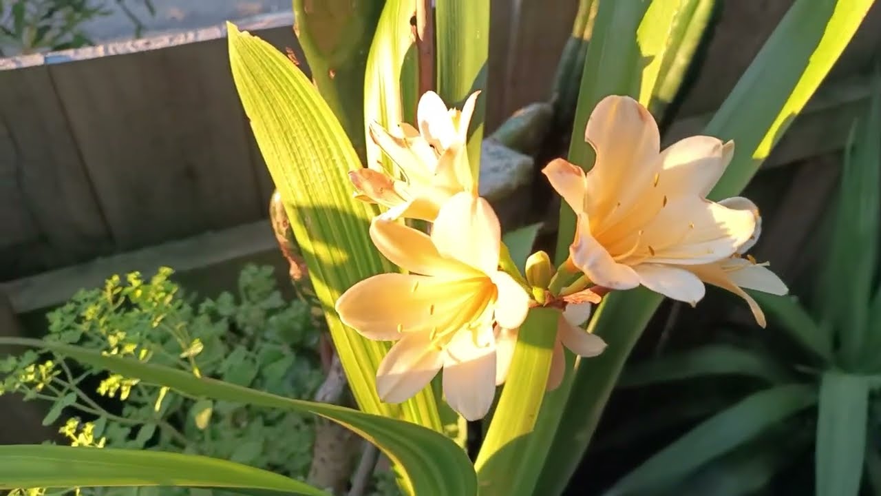 videos#garden#flowers#yellow clivia#variegatedleaves@kapcoastsunsetcliviaseascapes 