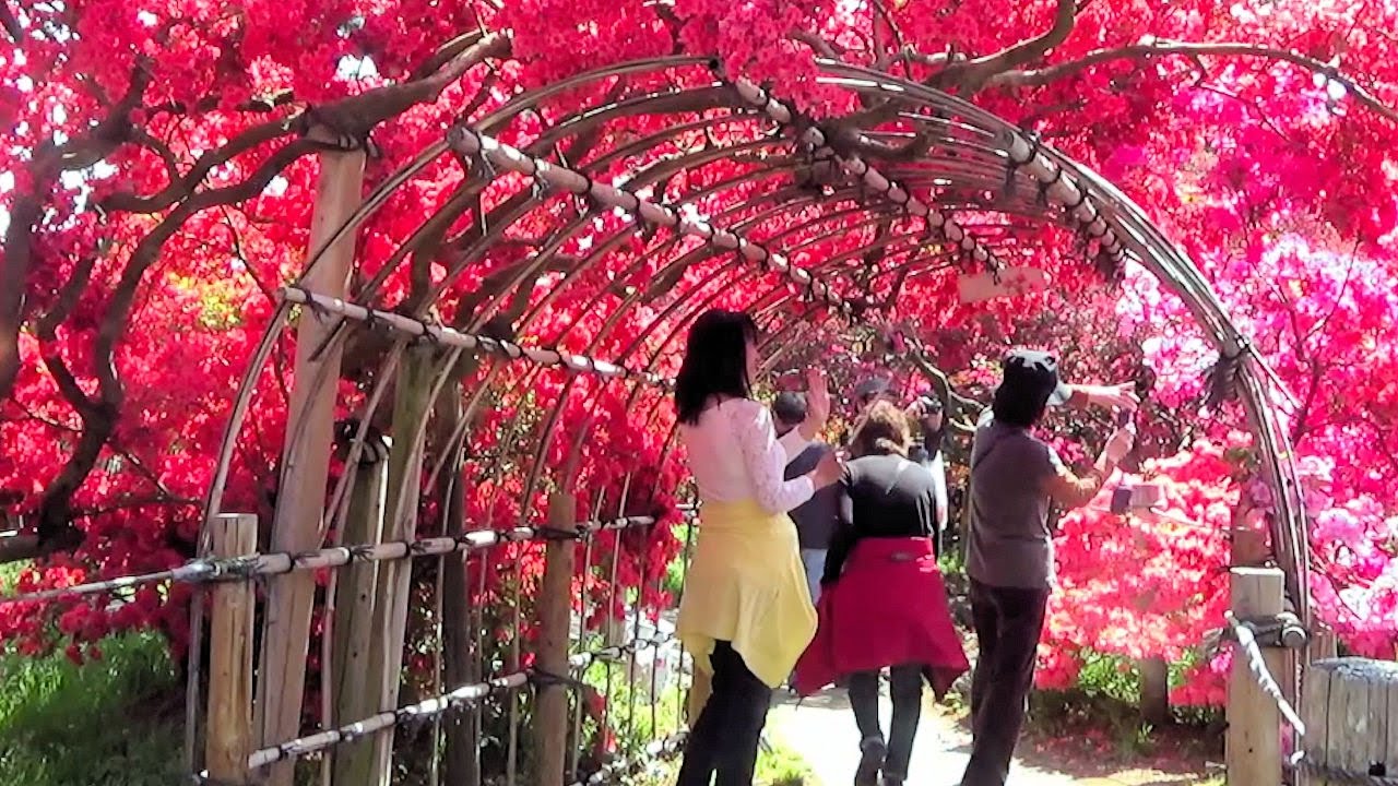 世界に誇る日本一のツツジの名園「館林つつじが岡公園」 ~館林つつじまつり2017~ About 800 Year Old Azalea's flower ／ 群馬県館林市