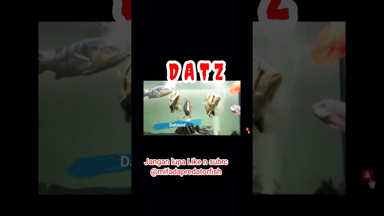 Mifada Predator Fish