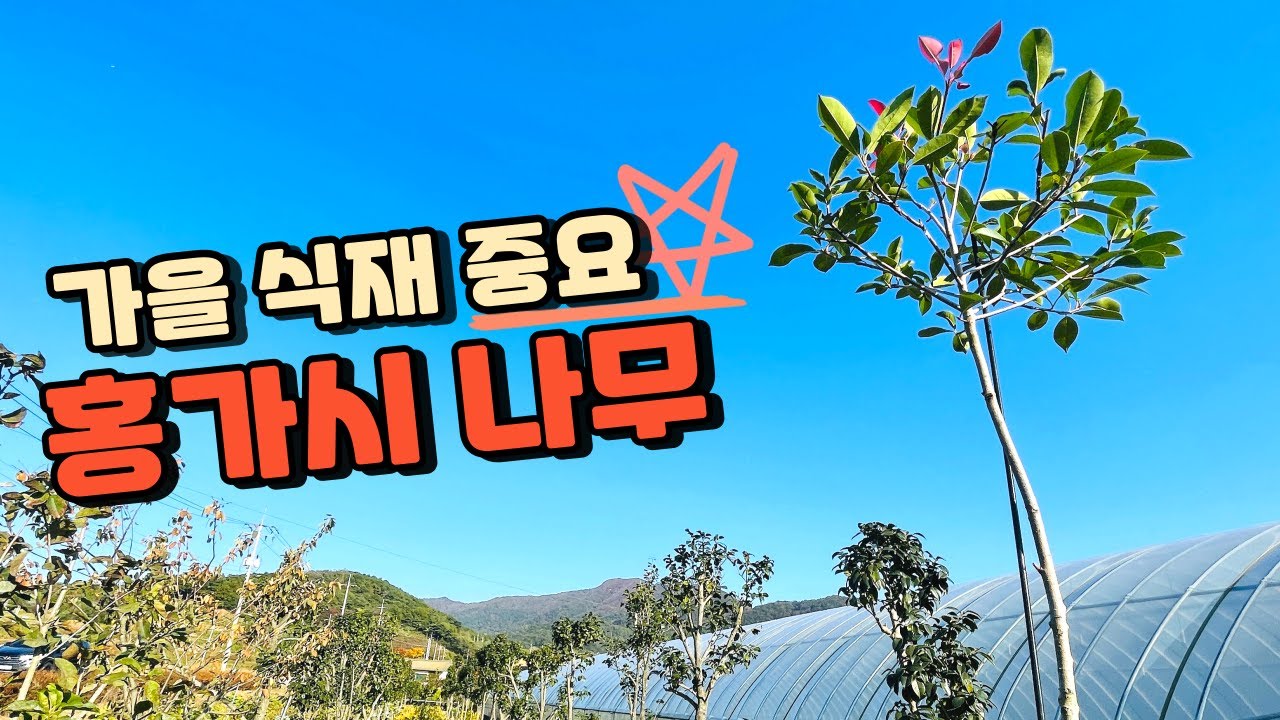 홍가시나무 가을 식재시 주의할 점_ 레드로빈 홍가시 인기 품종 소개합니다