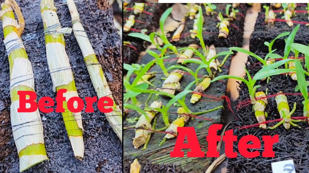 Cara Membudidayakan Anggrek Dendrobium Dari Batangnya