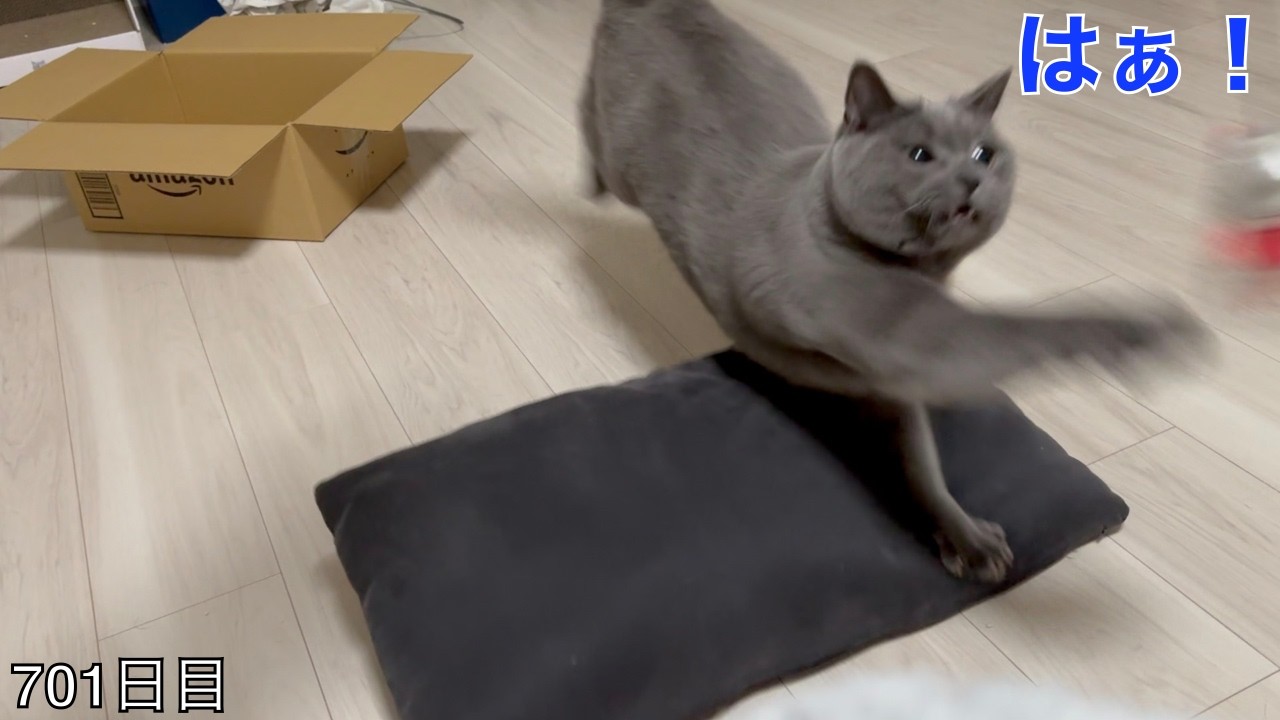【スコ猫トト君】突風のように攻撃をするトト君ですwww