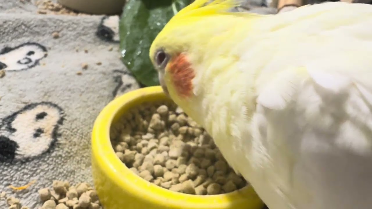 オカメインコのチョコボのモーニングルーティン 2026.2.19
