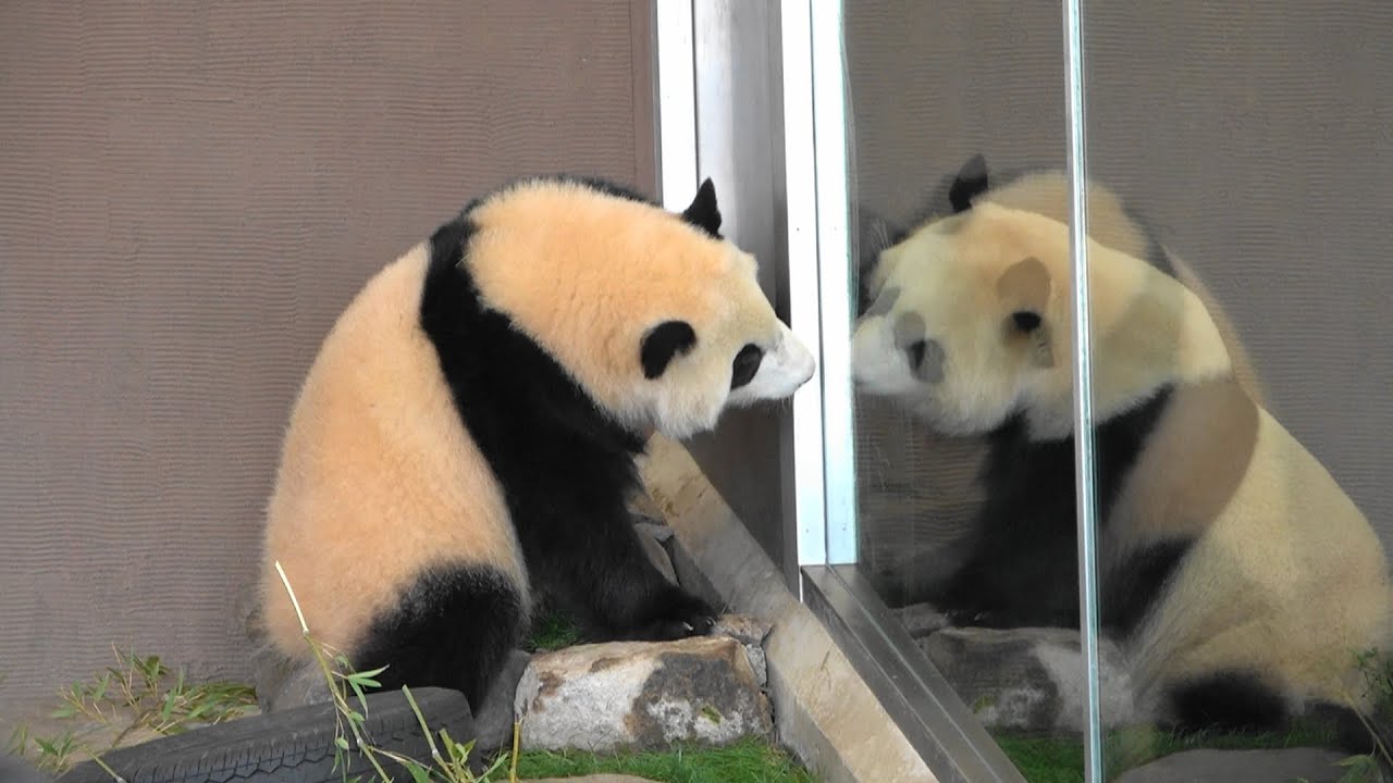 彩浜🌈桃ねえちゃんここあけて　さいちゃんといっしょにいてな　くぅーくぅー🥺
