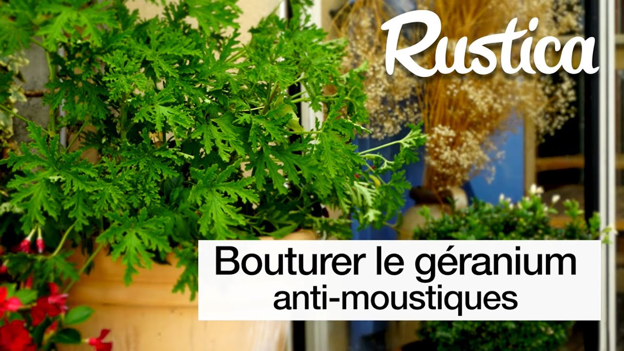 Bouturer le géranium odorant 