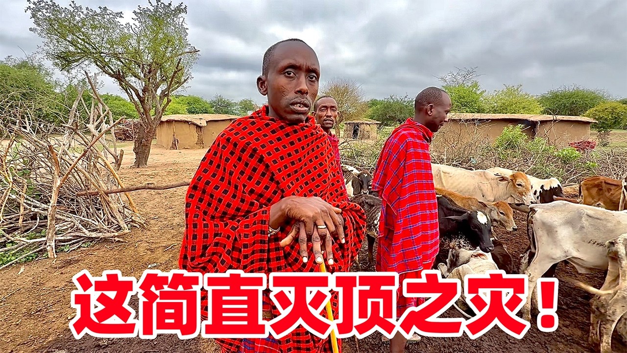 触目惊心！保镖家300多头牛濒危，亲眼看到惨状才知道啥叫绝望