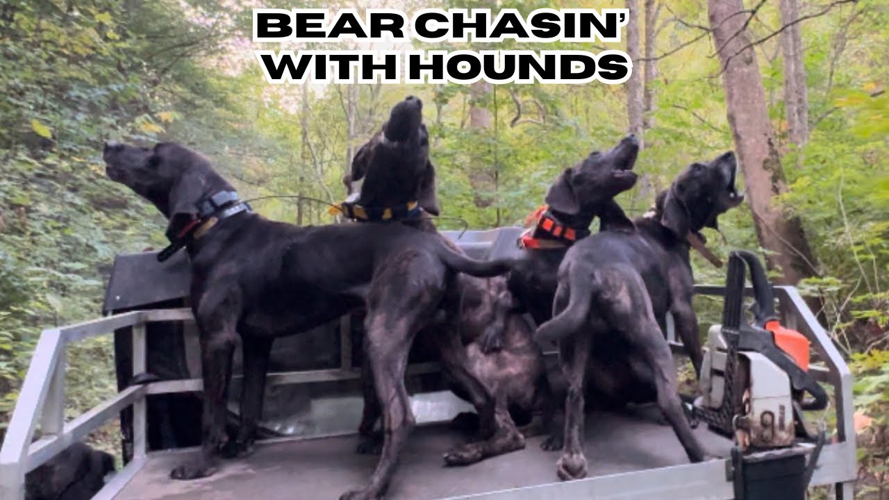 Treeing 3 bears with my dogs in 1 morning!
