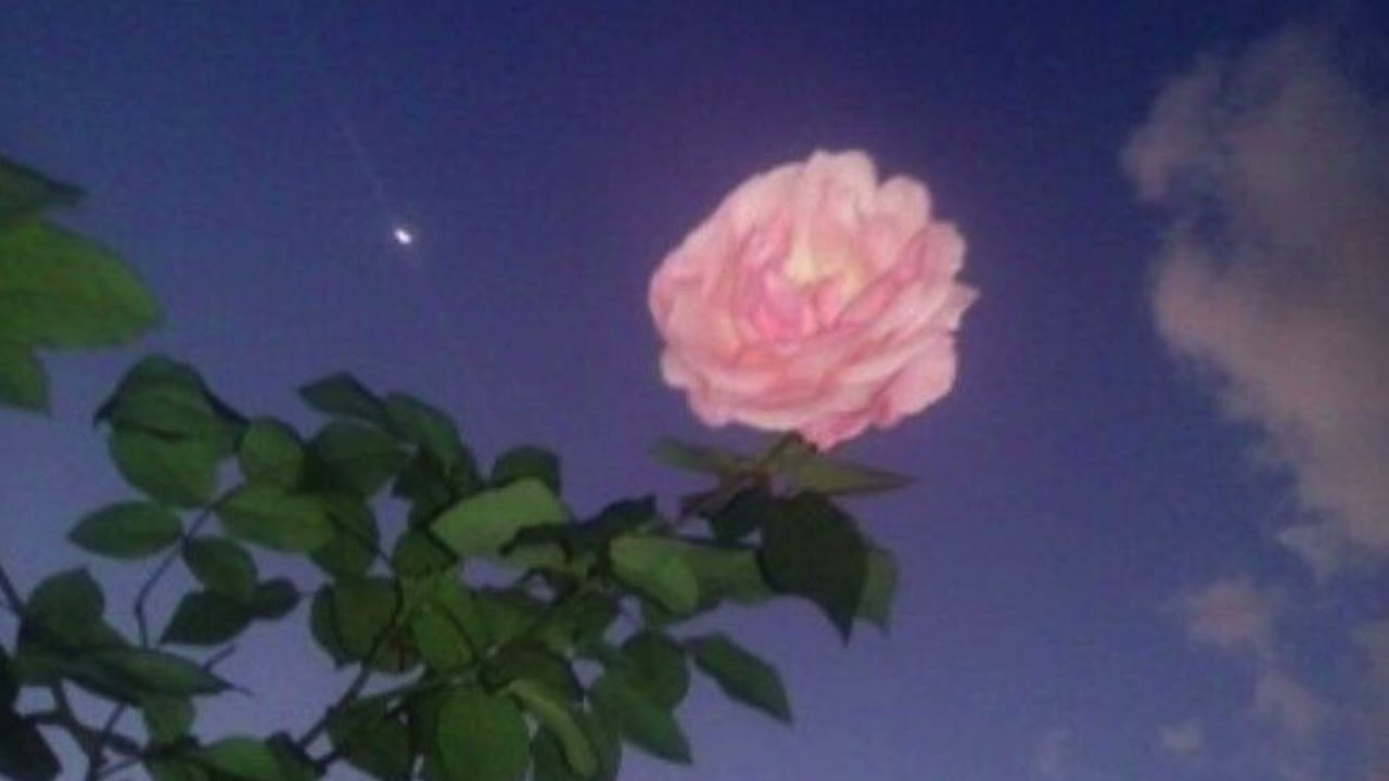 Alone (prod. noakaisei)