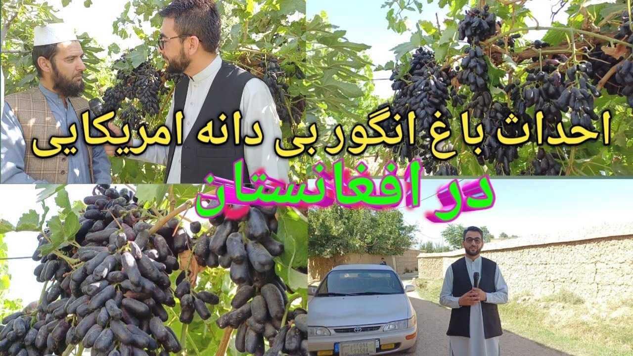 خلاقیت دهقان و احداث باغ انگور بی دانه امریکایی در افغانستان  واقعا عالیست