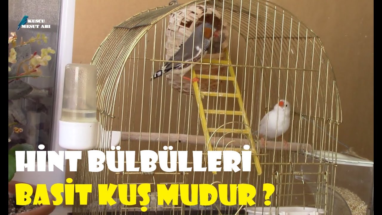 HİNT BÜLBÜLLERİ ÜZERİNE BİR HASBİHAL | Bu Kuşları Neden Seviyoruz ?