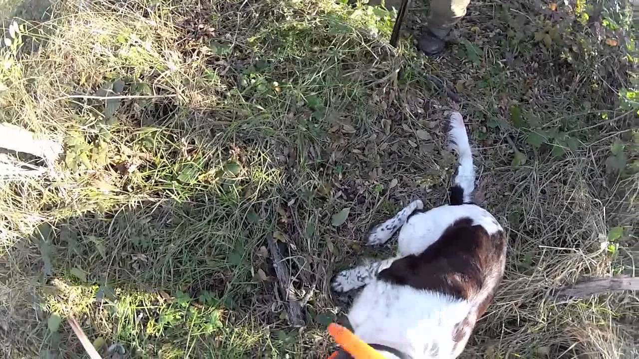 Chasse en Roumanie &agrave; la Becasse......