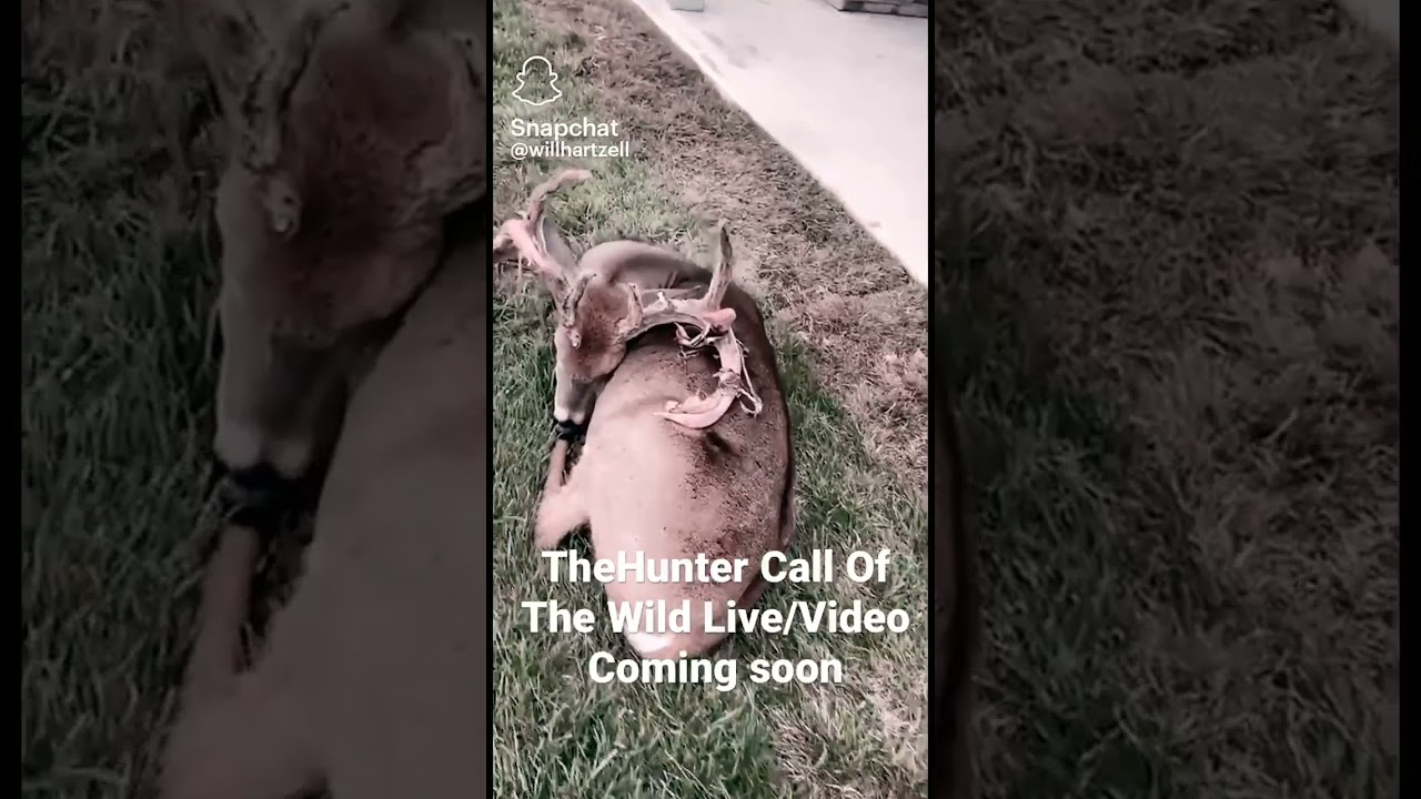 TheHunter Call Of The Wild Series Coming #thehuntercallofthewild #thehunter #whitetaildeer