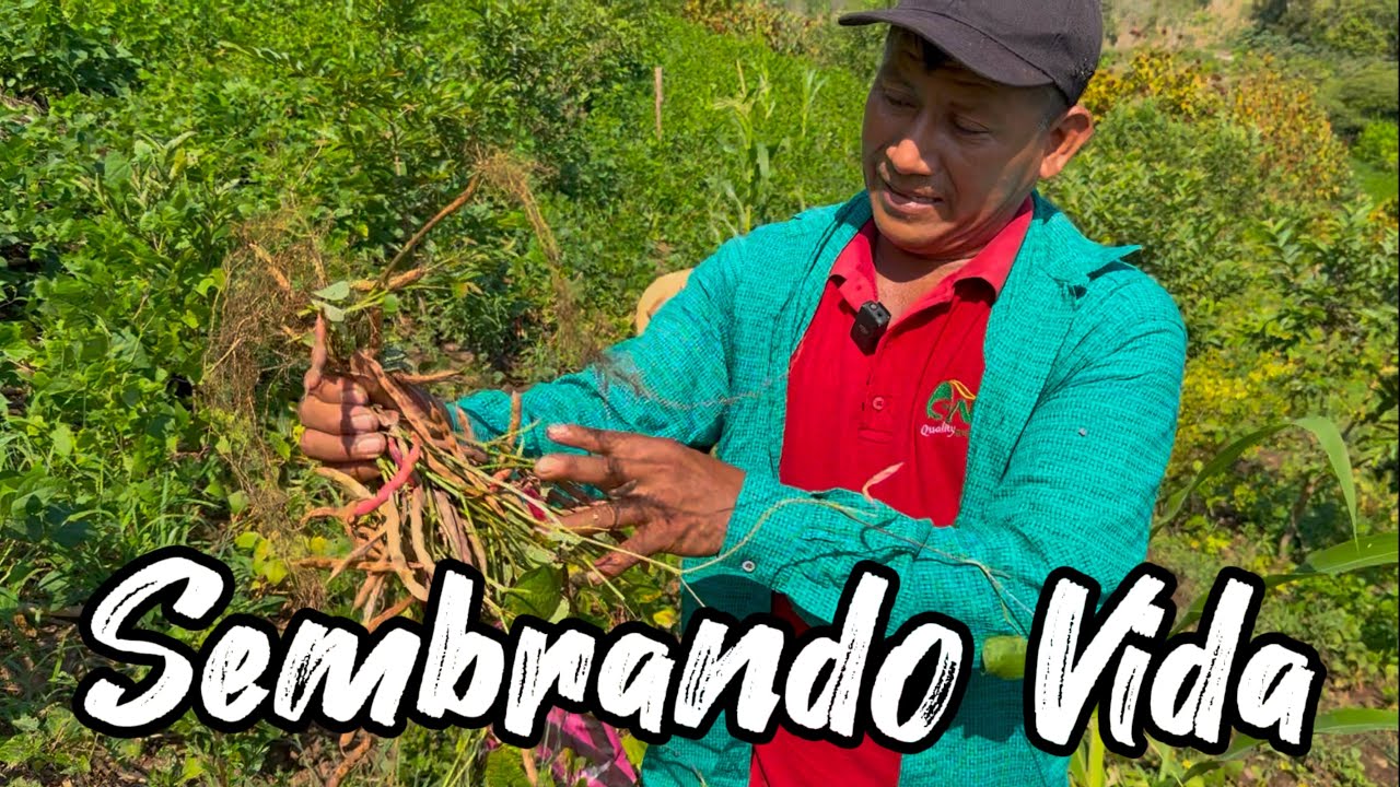 Resultados de Sembrando Vida Guerrero