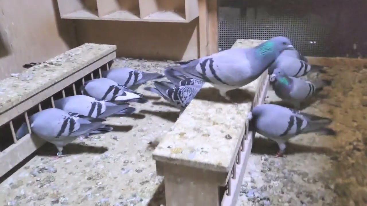 もうオフシーズン入りですね？🏚️🪽