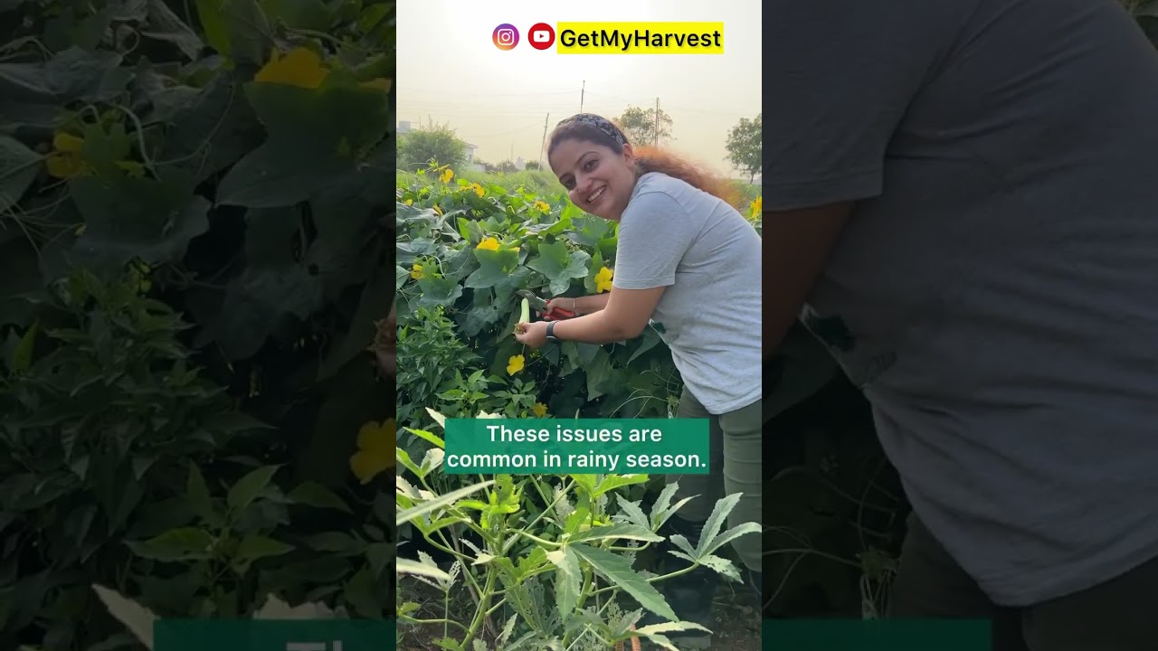 बेल वाली सब्जियों की देखभाल | harvesting fresh vegetables #shorts