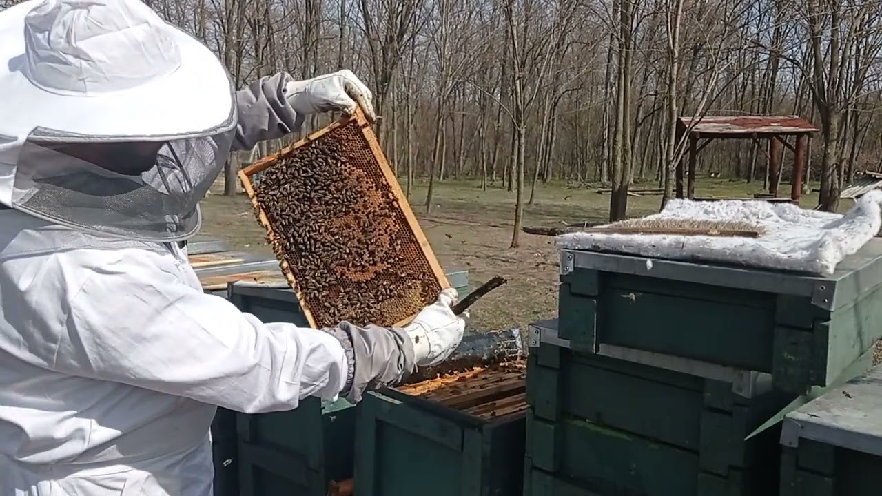 Méhcsalád tavaszi állapotfelmérése: anya, fiasítás, méz, fehérjéslepény, szirup.