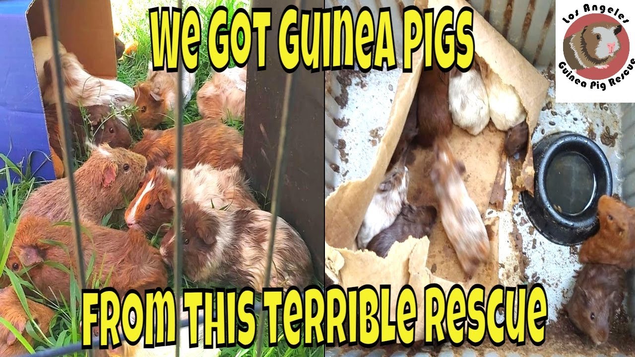 We are short on Guinea Pigs!!????