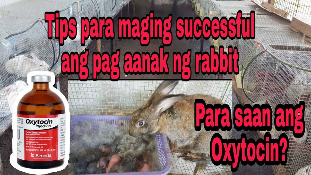 Ano ang gamit ng Oxytocin sa delay na panganganak ng Rabbit?